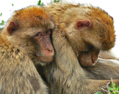 Animal and Plant Health